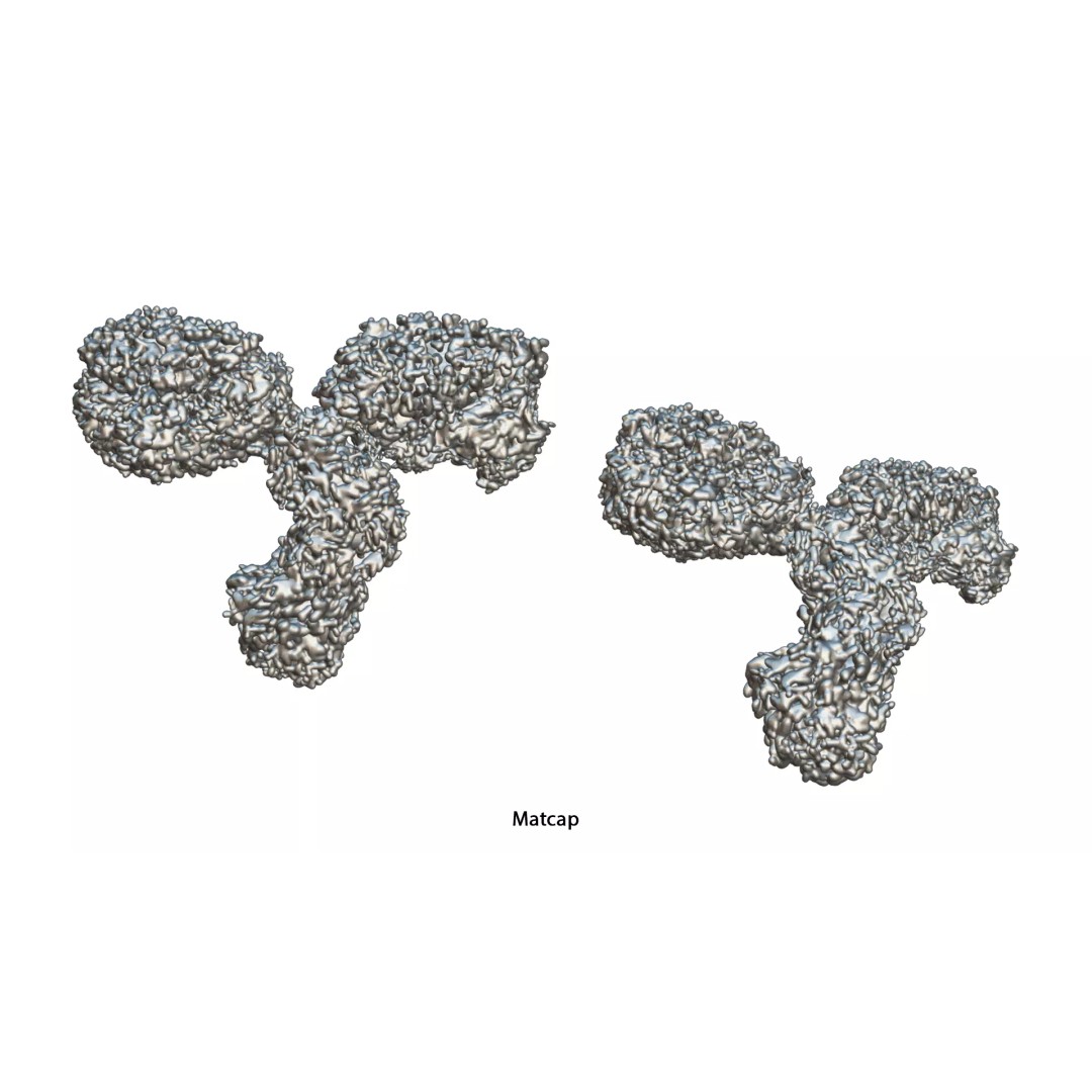 IgG Antibody 3D Model – PBR Textured Medical Asset, FBX & Blender - View 9