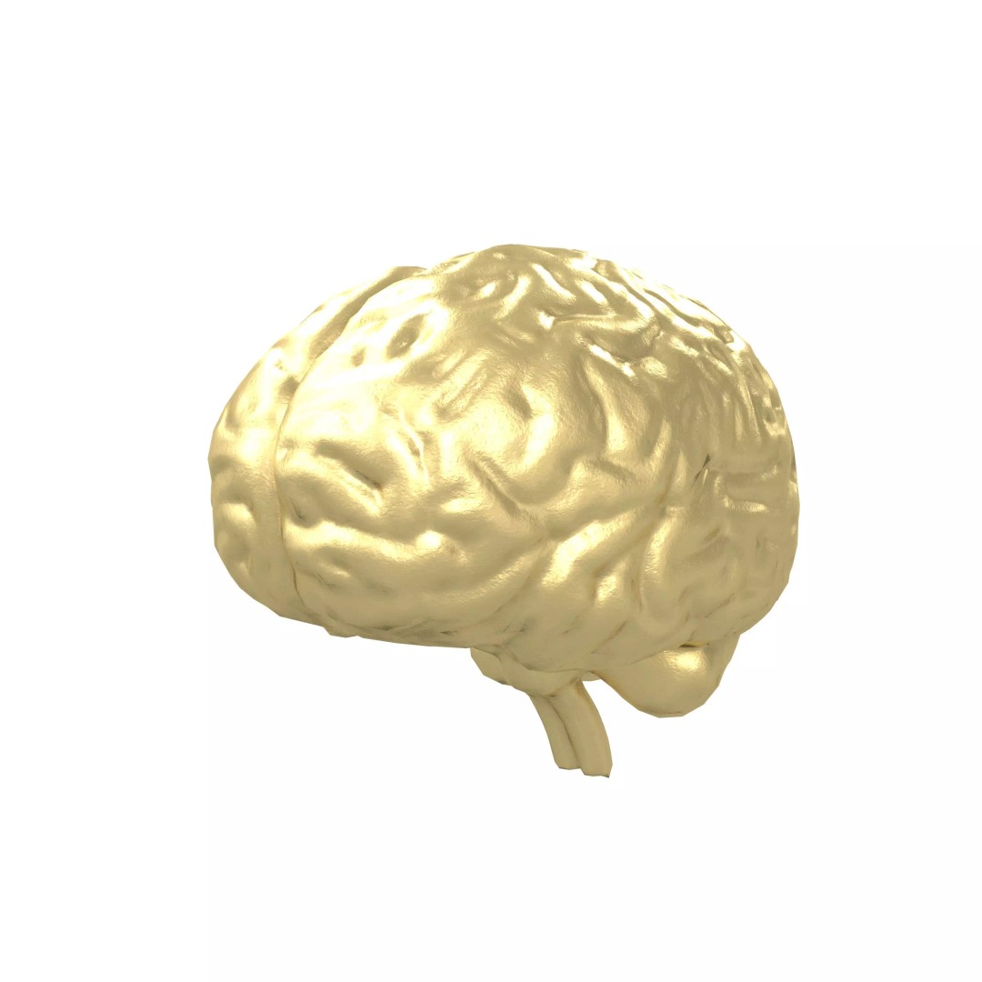 Brain Icon 3D Model – Low Poly Cartoon Asset, PBR Textures - View 2