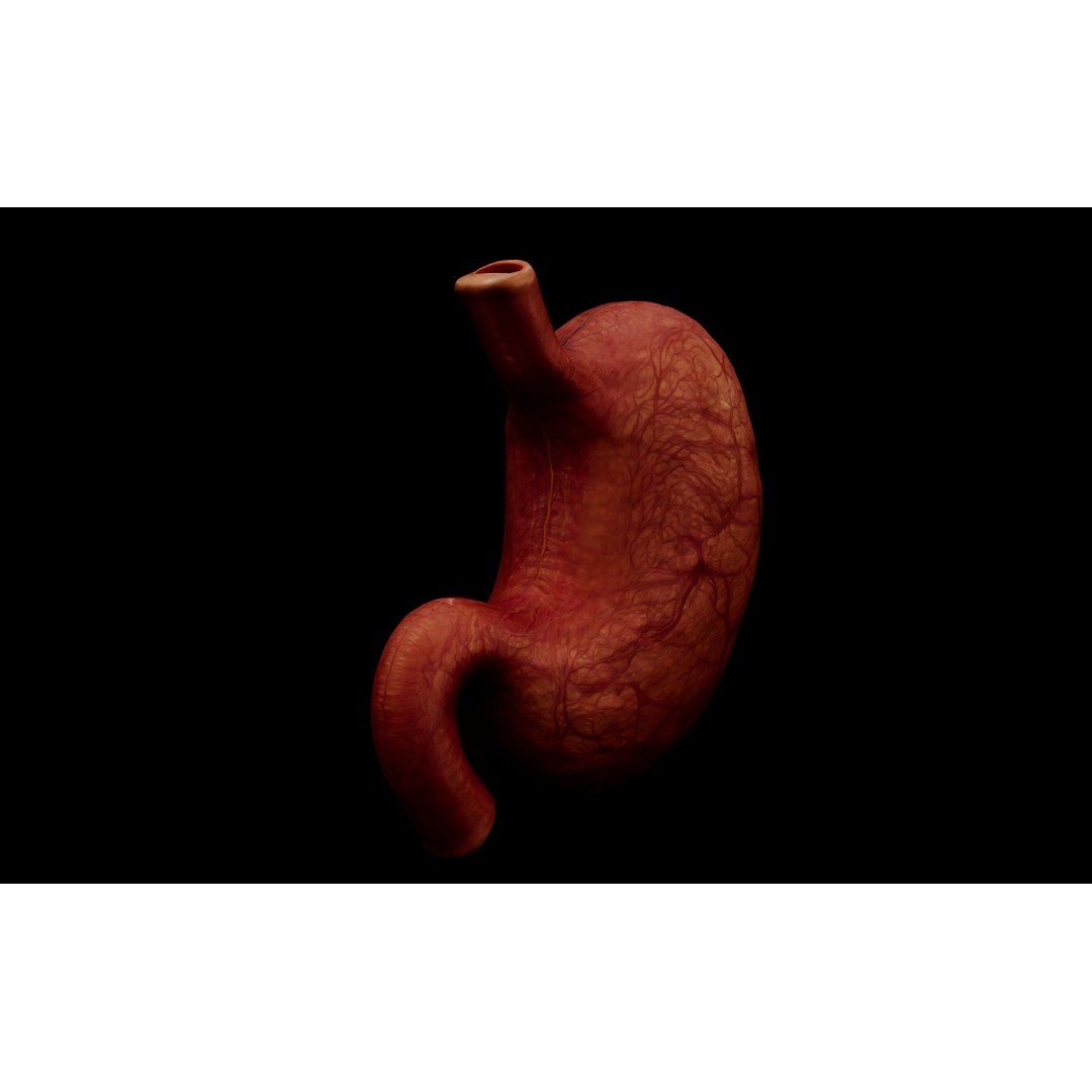 Realistic Human Stomach 3D Model – Low Poly Medical Anatomy, FBX