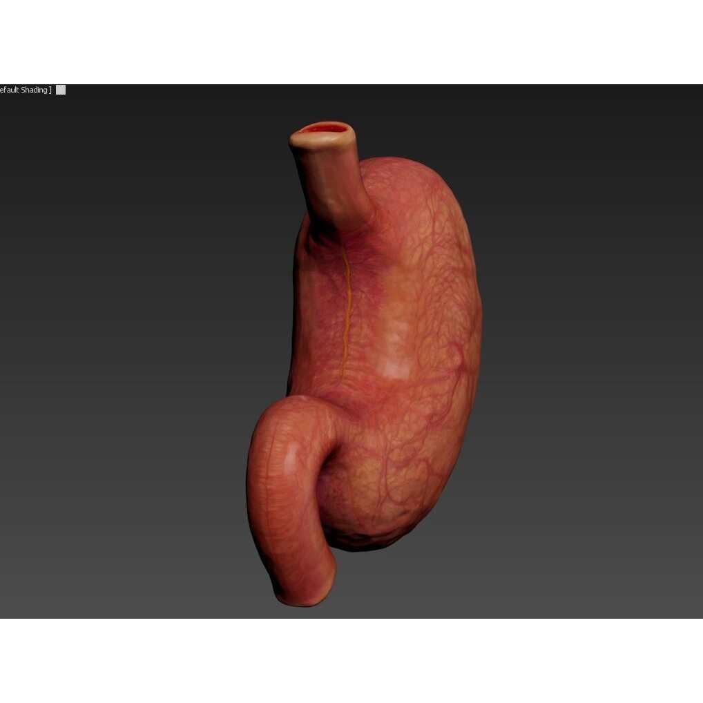 Realistic Human Stomach 3D Model – Low Poly Medical Anatomy, FBX - View 10