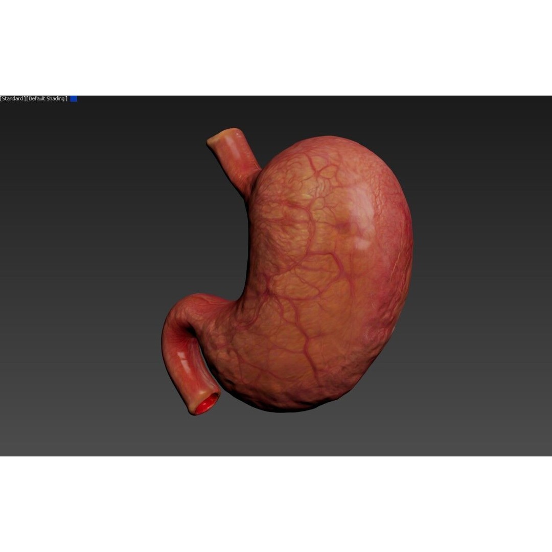 Realistic Human Stomach 3D Model – Low Poly Medical Anatomy, FBX - View 11