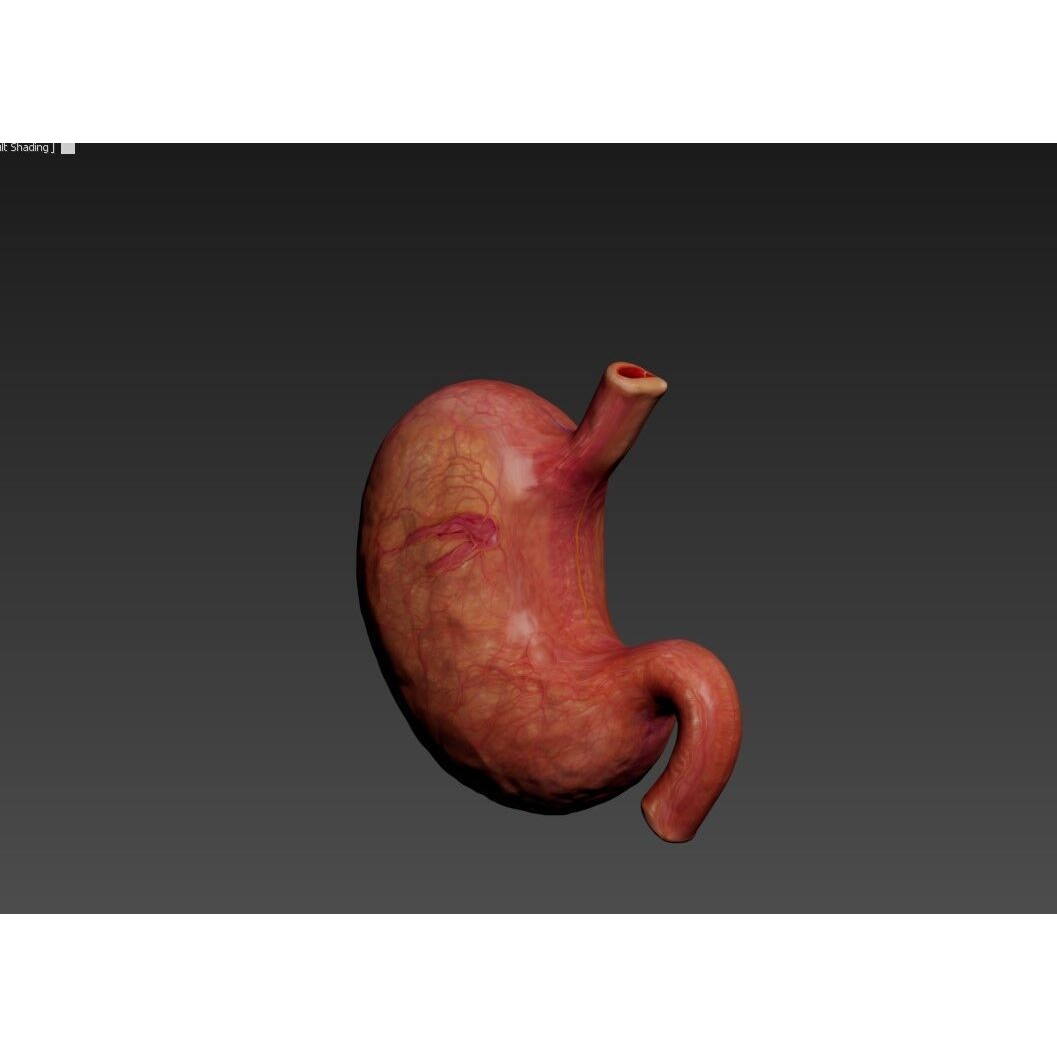 Realistic Human Stomach 3D Model – Low Poly Medical Anatomy, FBX - View 12