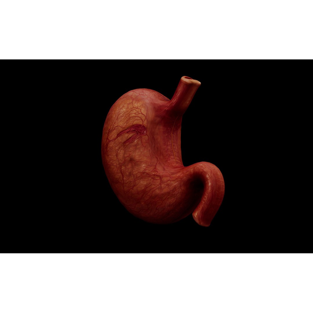 Realistic Human Stomach 3D Model – Low Poly Medical Anatomy, FBX - View 13