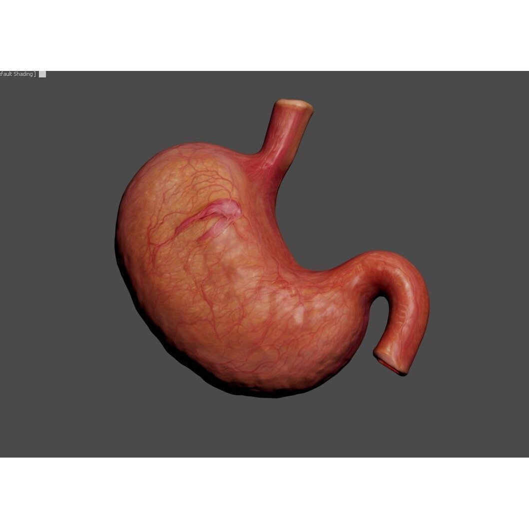 Realistic Human Stomach 3D Model – Low Poly Medical Anatomy, FBX - View 14