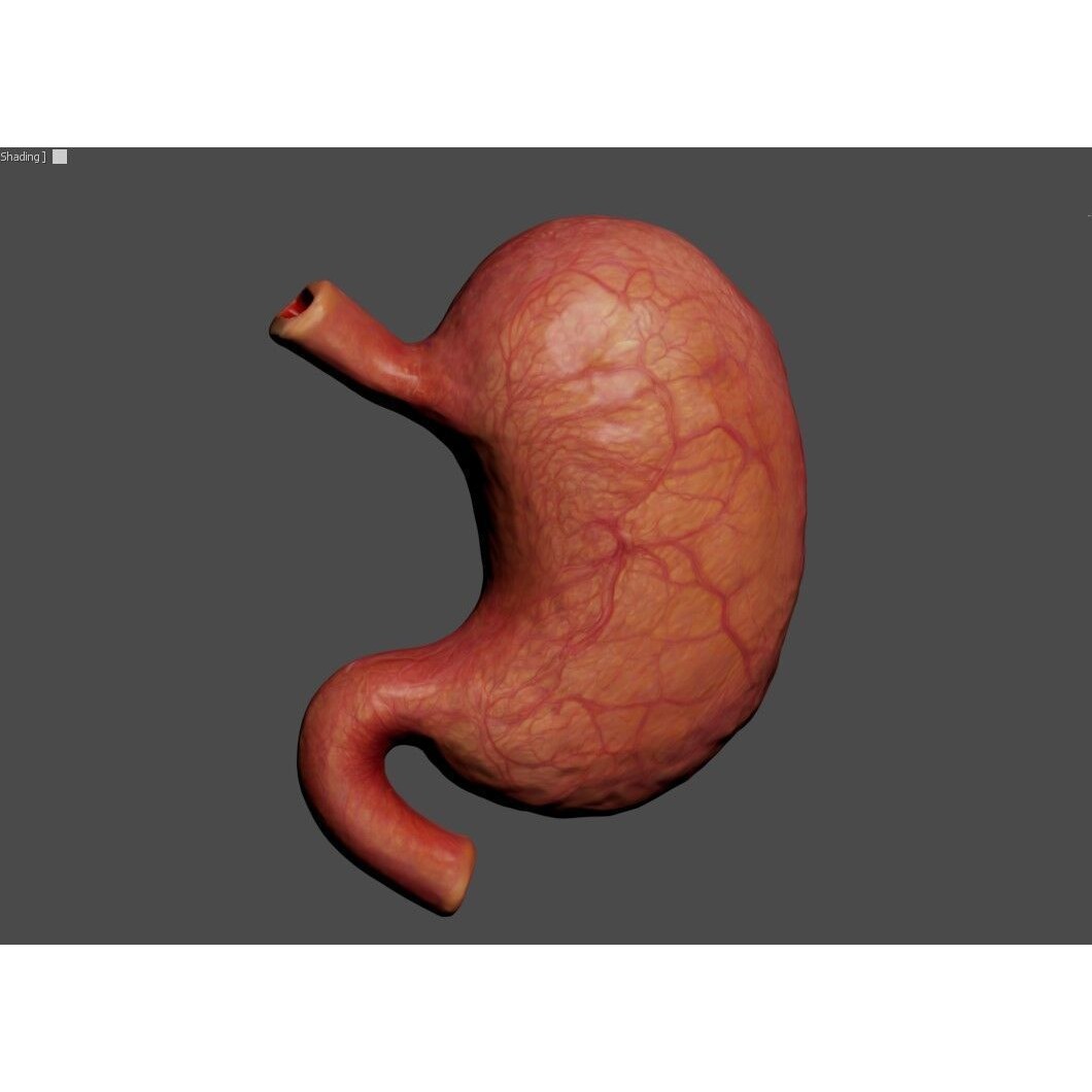 Realistic Human Stomach 3D Model – Low Poly Medical Anatomy, FBX - View 15
