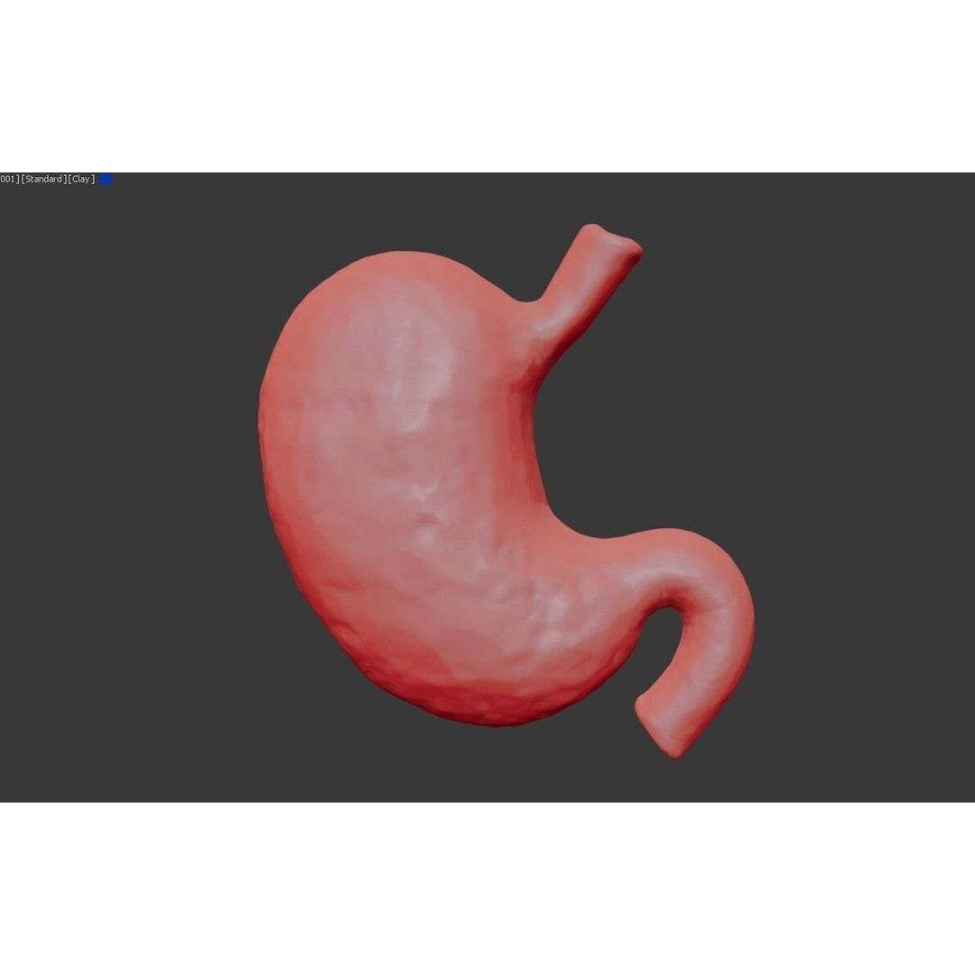 Realistic Human Stomach 3D Model – Low Poly Medical Anatomy, FBX - View 16