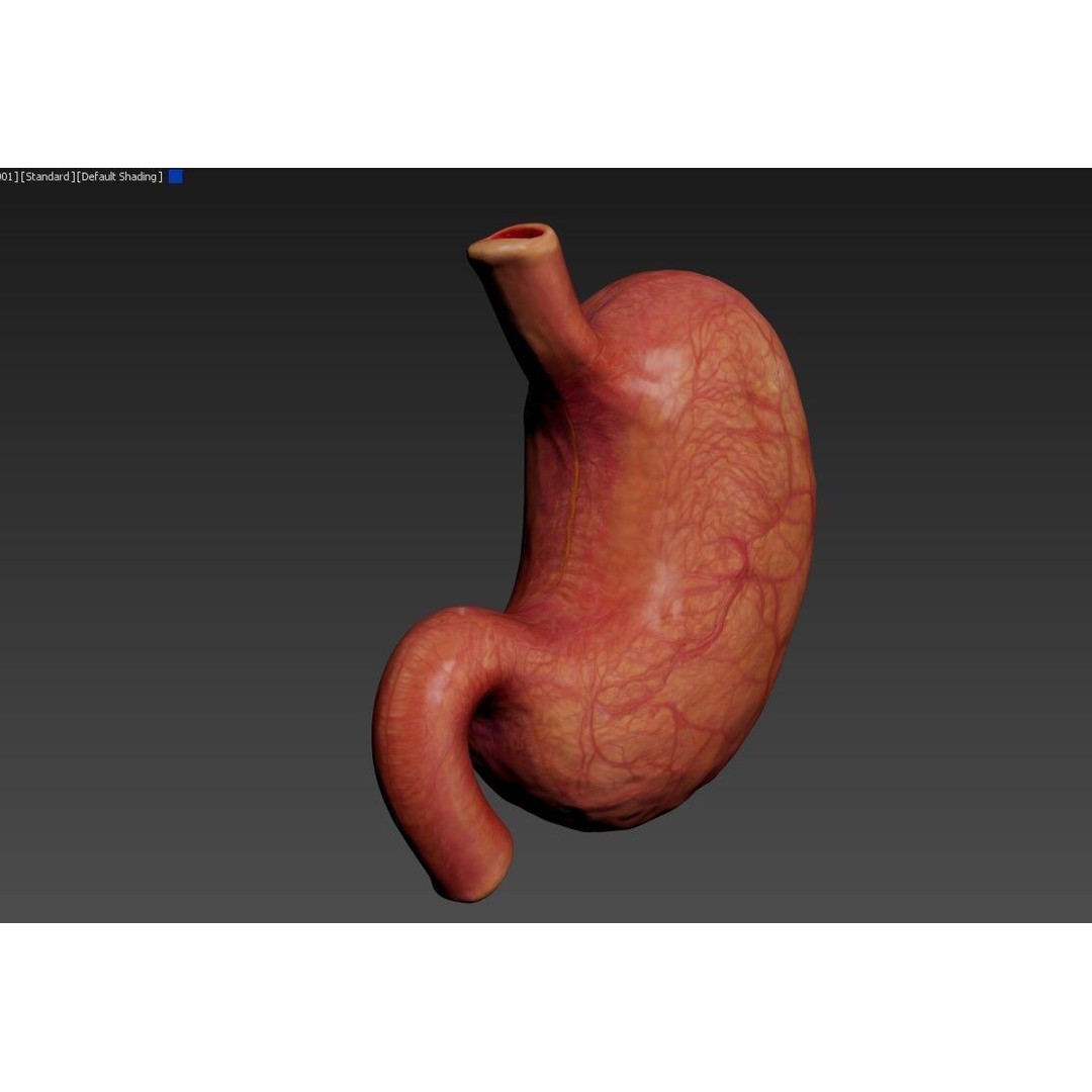 Realistic Human Stomach 3D Model – Low Poly Medical Anatomy, FBX - View 17