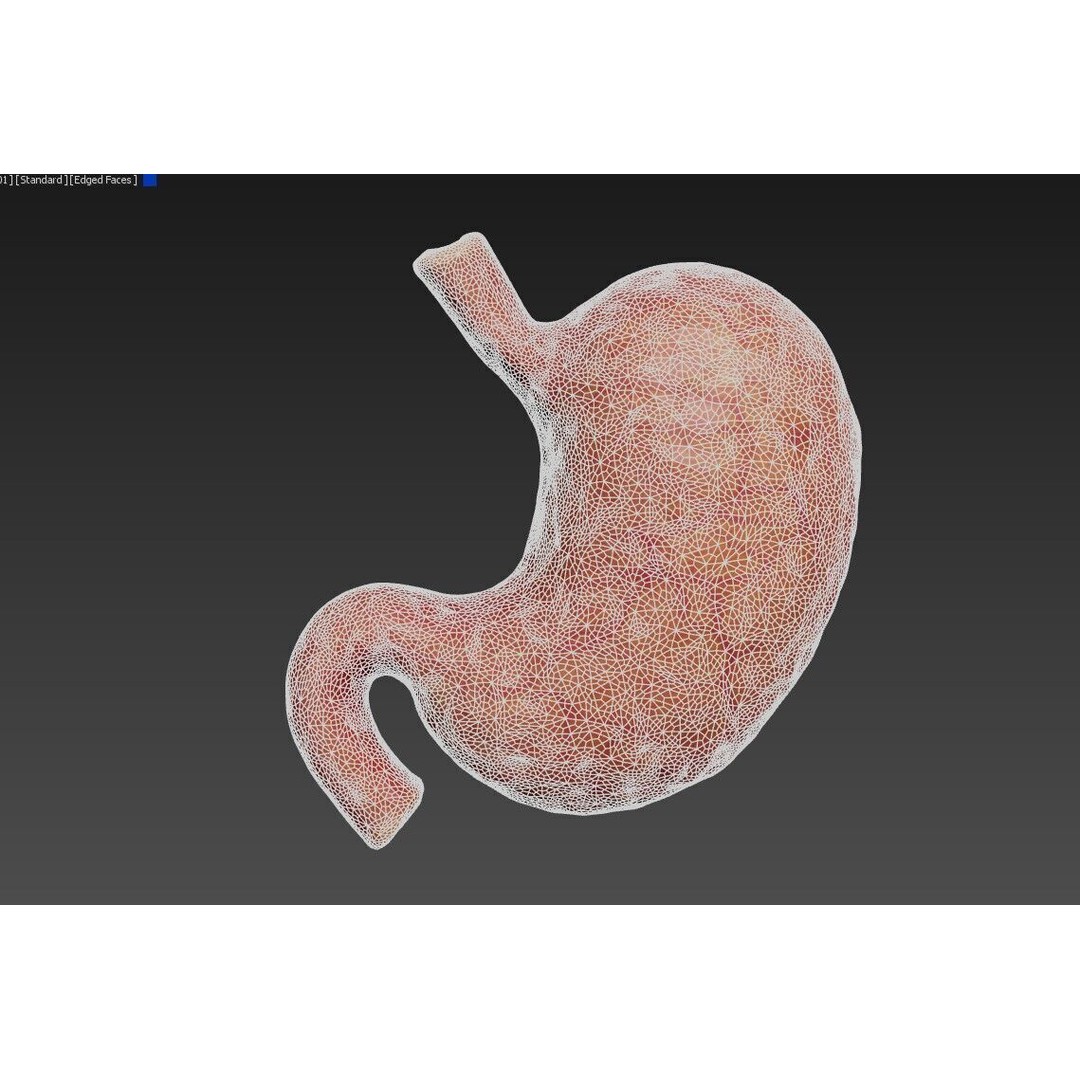 Realistic Human Stomach 3D Model – Low Poly Medical Anatomy, FBX - View 18