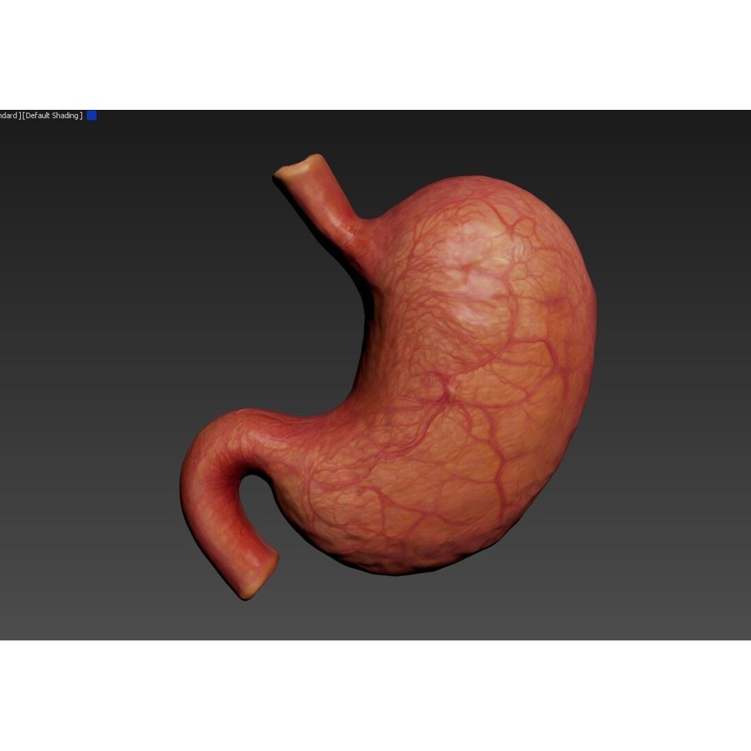 Realistic Human Stomach 3D Model – Low Poly Medical Anatomy, FBX - View 19