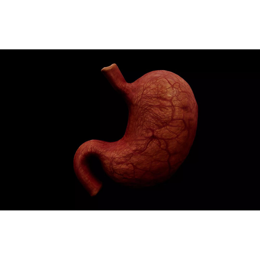 Realistic Human Stomach 3D Model – Low Poly Medical Anatomy, FBX - View 2