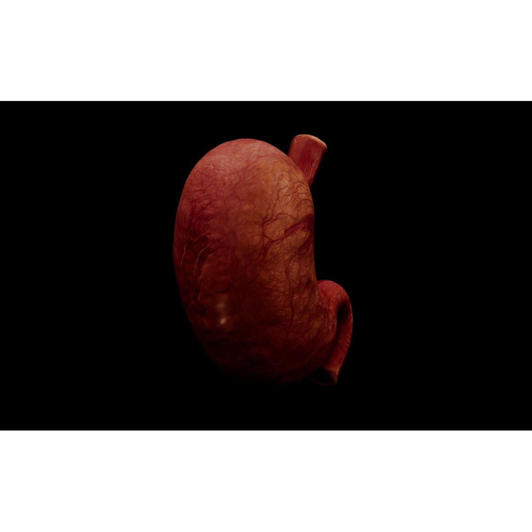 Realistic Human Stomach 3D Model – Low Poly Medical Anatomy, FBX - View 20