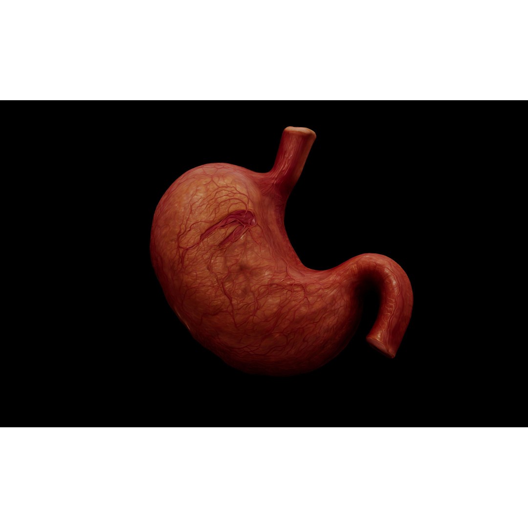 Realistic Human Stomach 3D Model – Low Poly Medical Anatomy, FBX - View 3