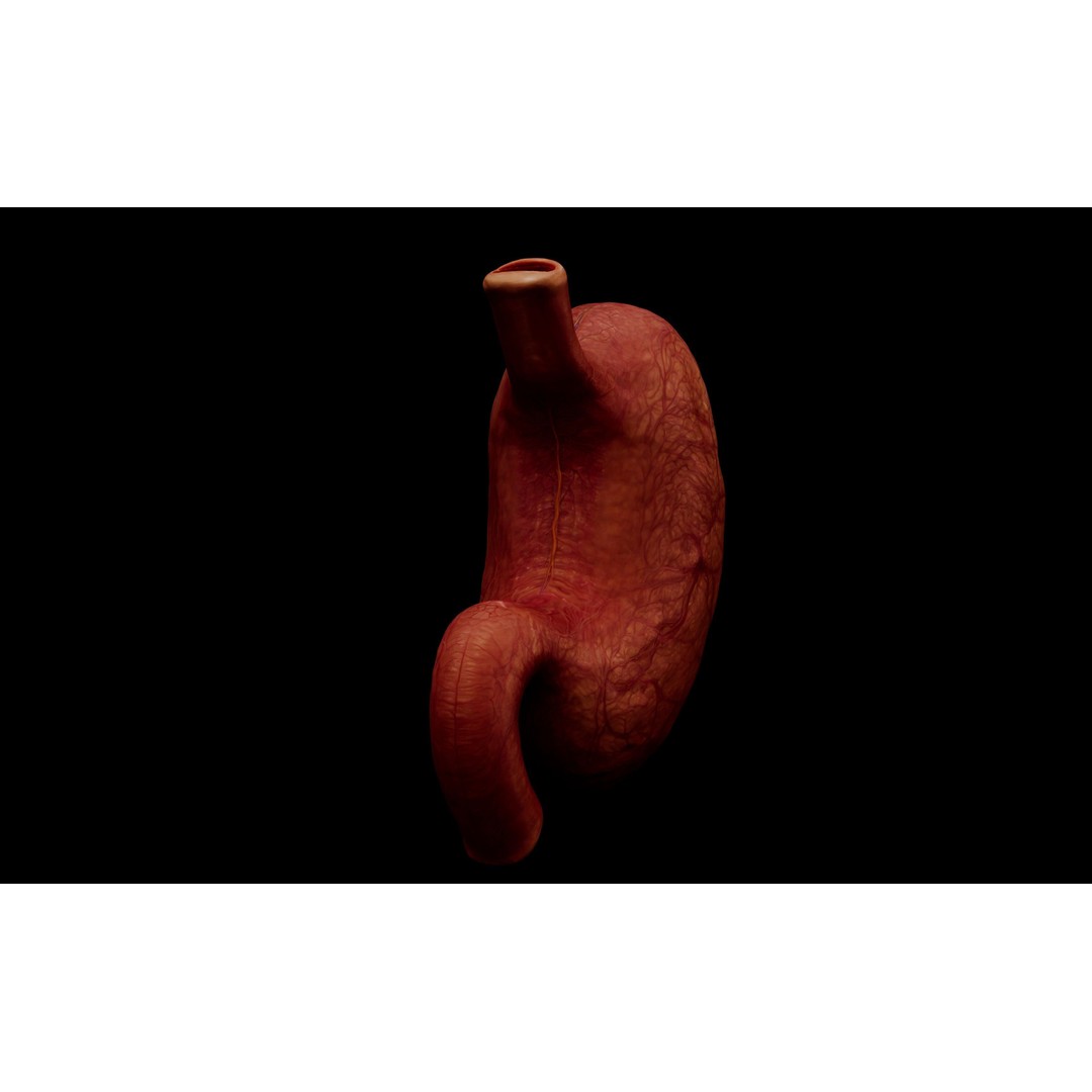 Realistic Human Stomach 3D Model – Low Poly Medical Anatomy, FBX - View 4