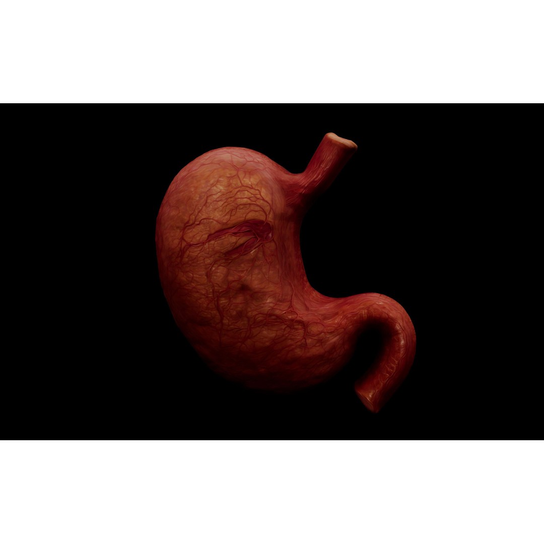 Realistic Human Stomach 3D Model – Low Poly Medical Anatomy, FBX - View 5