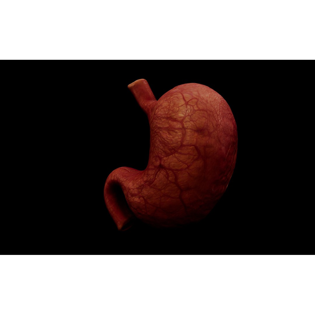 Realistic Human Stomach 3D Model – Low Poly Medical Anatomy, FBX - View 6
