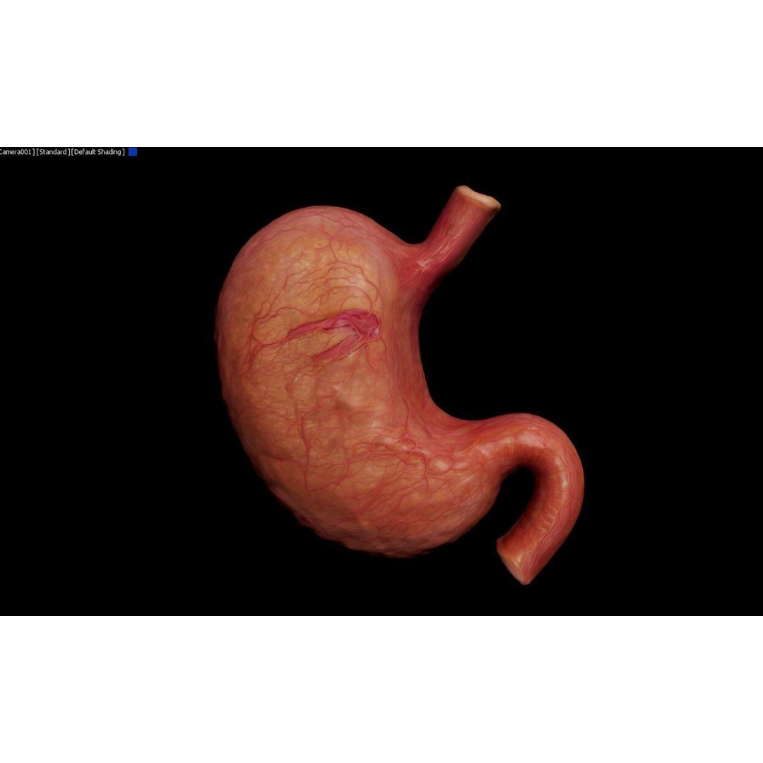 Realistic Human Stomach 3D Model – Low Poly Medical Anatomy, FBX - View 7
