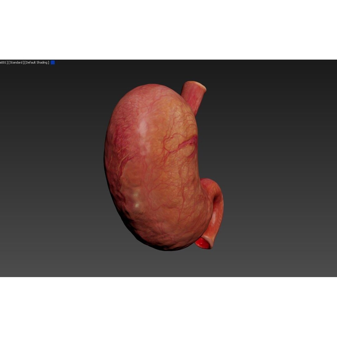 Realistic Human Stomach 3D Model – Low Poly Medical Anatomy, FBX - View 8