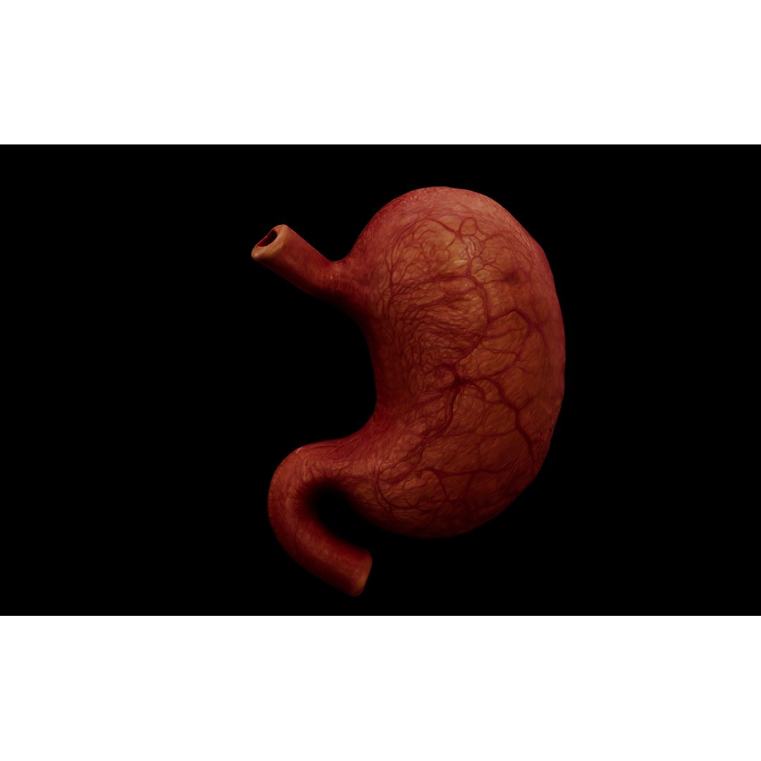 Realistic Human Stomach 3D Model – Low Poly Medical Anatomy, FBX - View 9