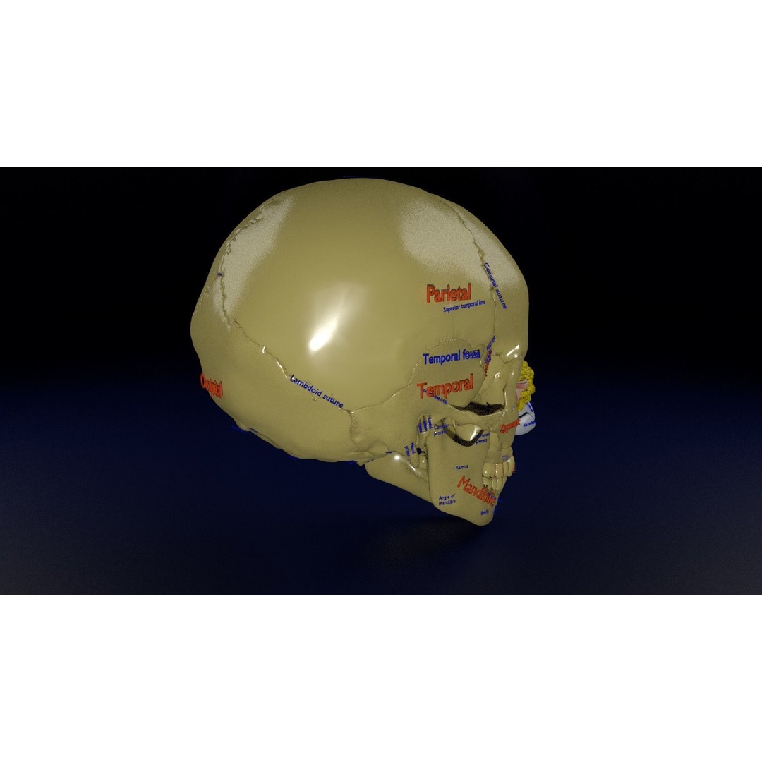 Eyeball with Complete Skull 3D Model – High Poly Medical Asset, FBX, OBJ - View 10
