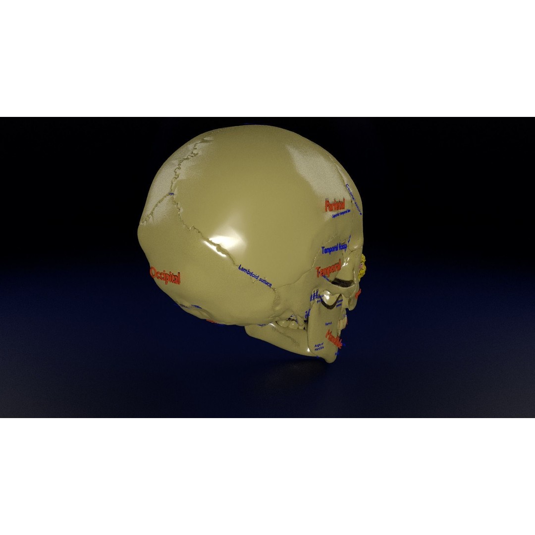 Eyeball with Complete Skull 3D Model – High Poly Medical Asset, FBX, OBJ - View 11