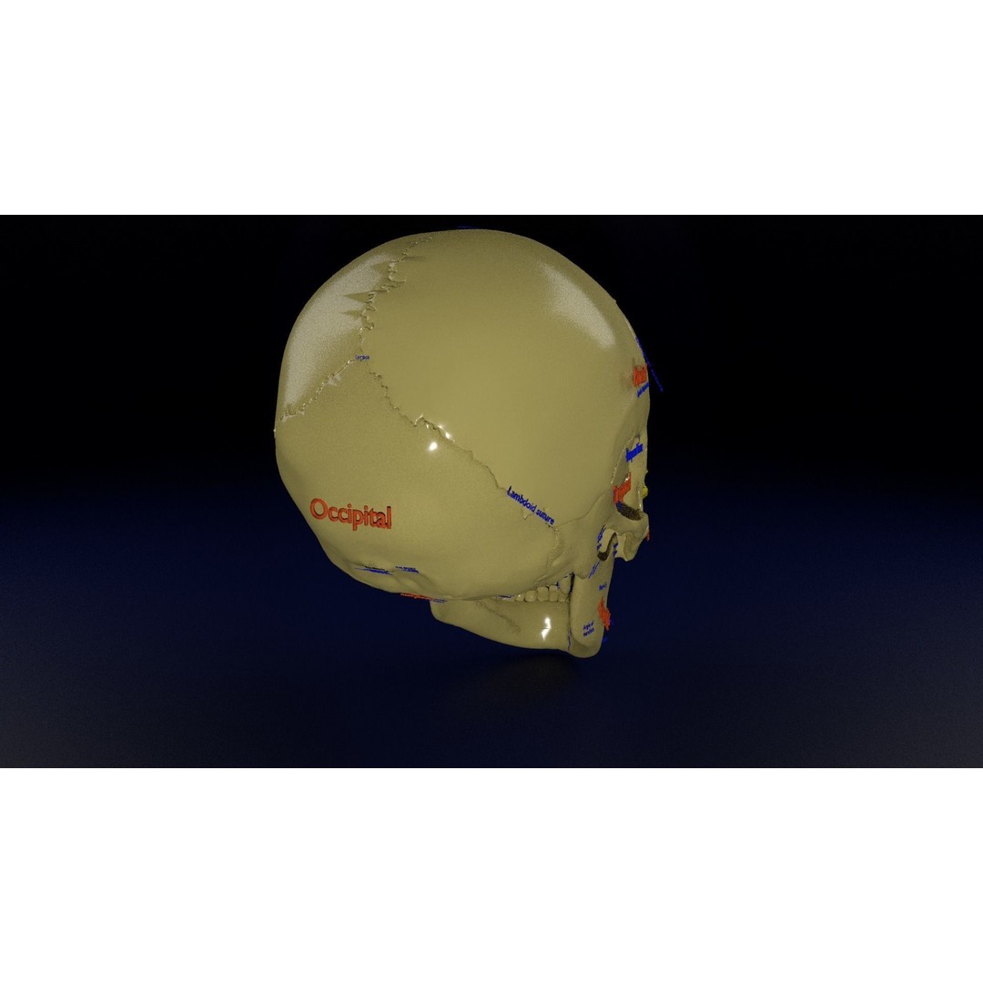 Eyeball with Complete Skull 3D Model – High Poly Medical Asset, FBX, OBJ - View 12