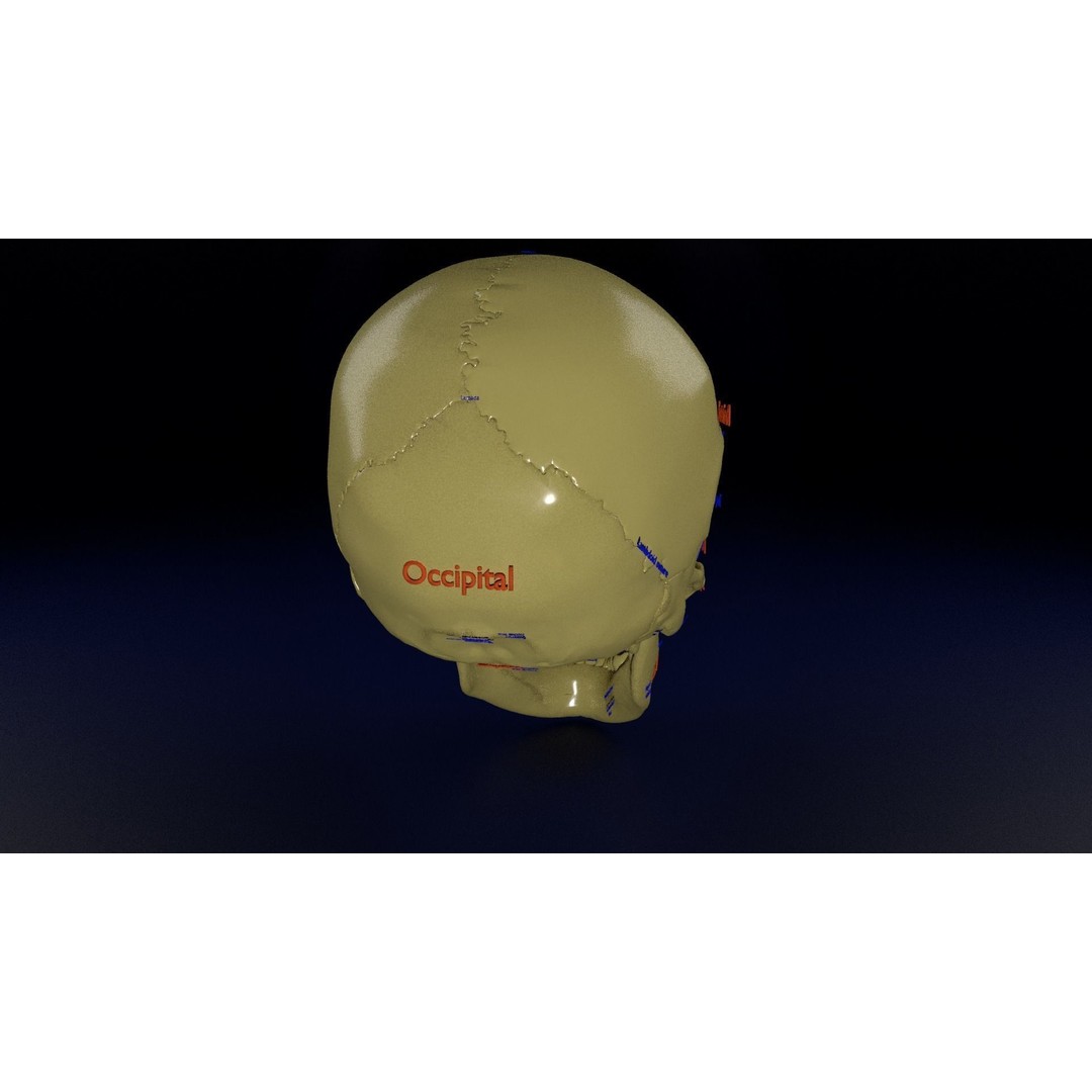 Eyeball with Complete Skull 3D Model – High Poly Medical Asset, FBX, OBJ - View 13