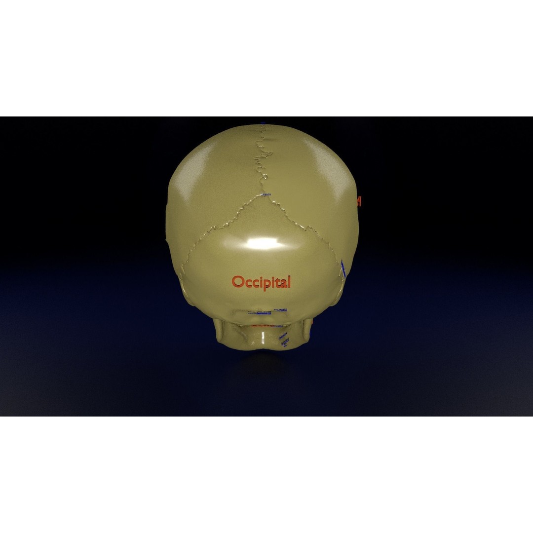 Eyeball with Complete Skull 3D Model – High Poly Medical Asset, FBX, OBJ - View 14