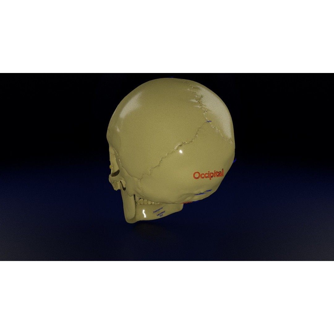 Eyeball with Complete Skull 3D Model – High Poly Medical Asset, FBX, OBJ - View 16