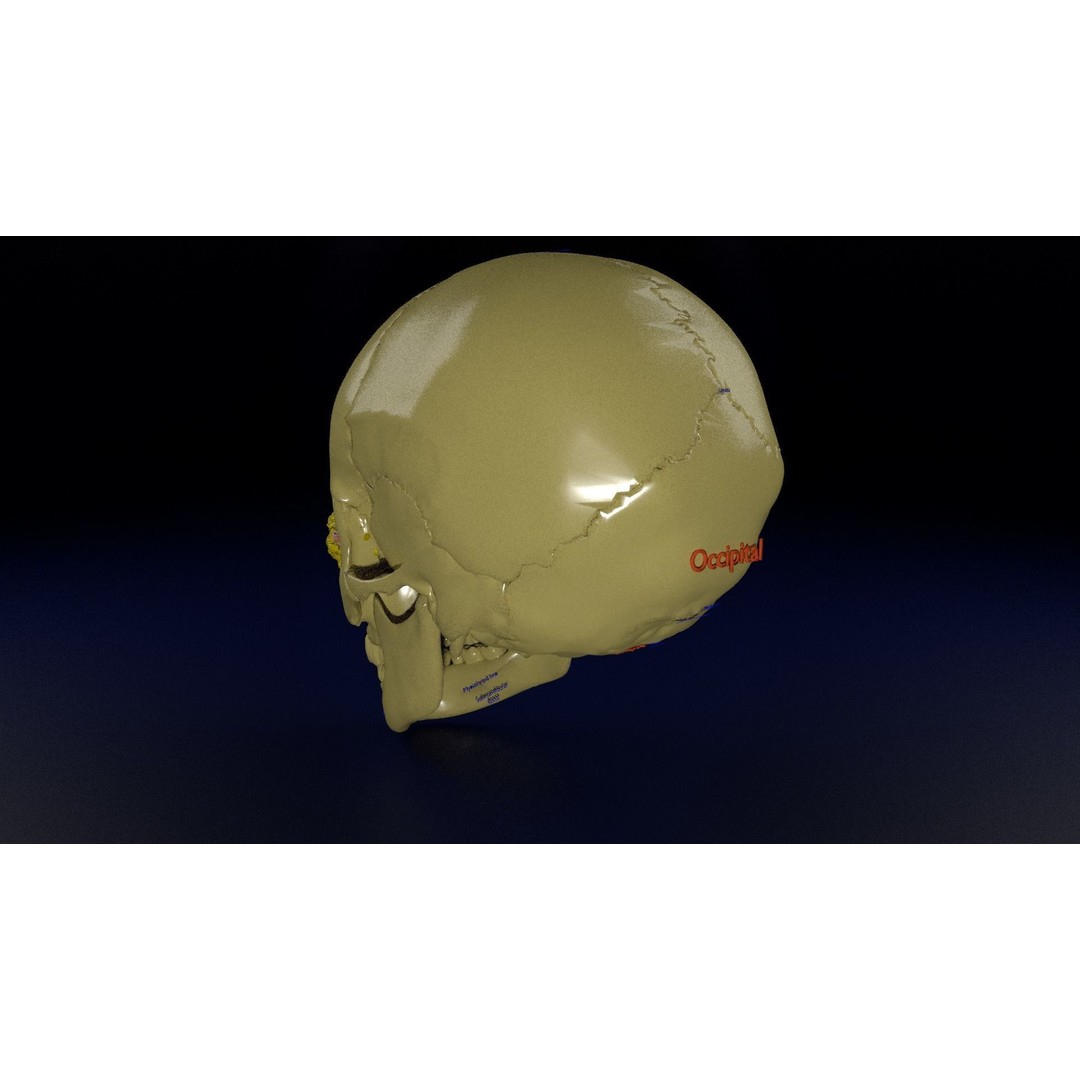 Eyeball with Complete Skull 3D Model – High Poly Medical Asset, FBX, OBJ - View 17