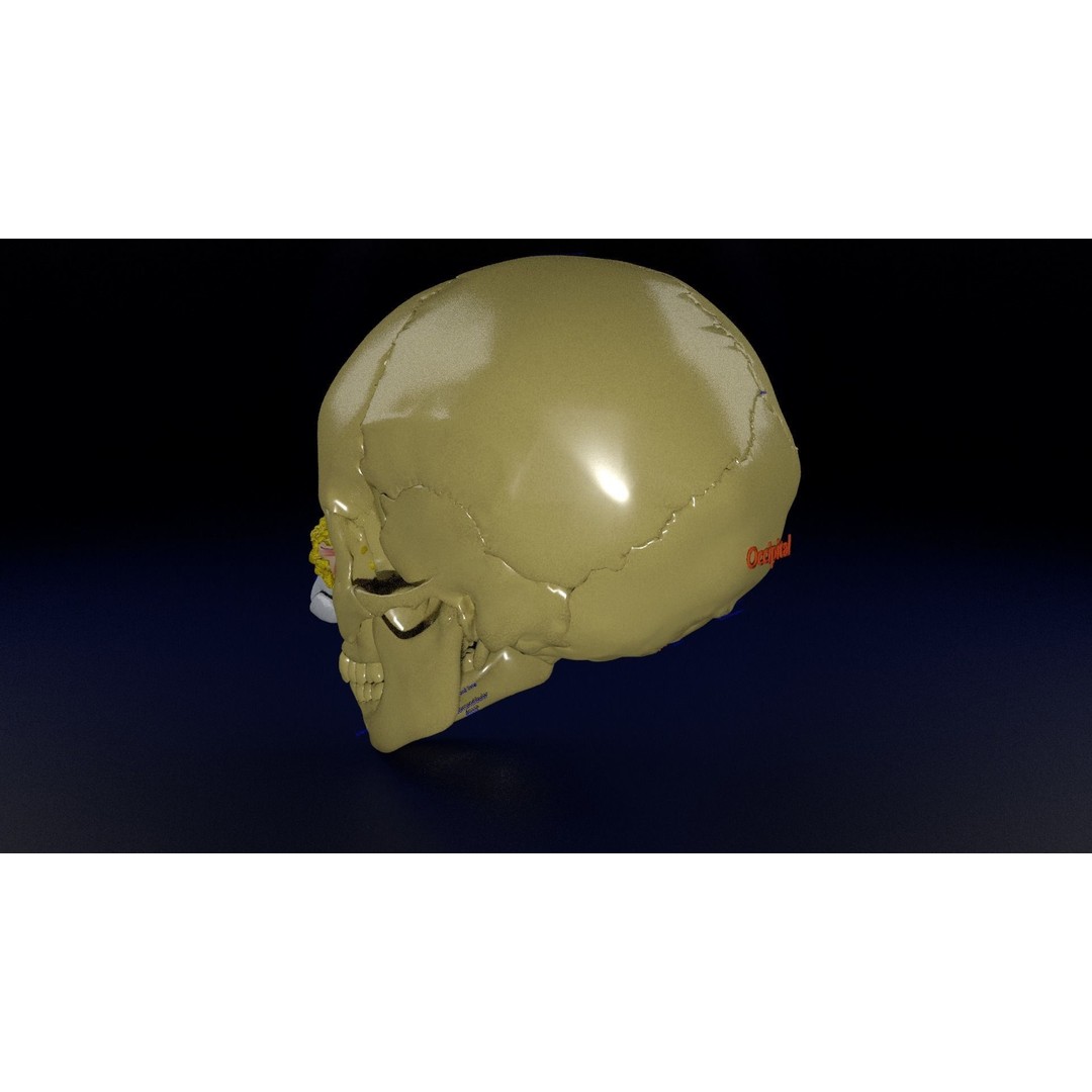 Eyeball with Complete Skull 3D Model – High Poly Medical Asset, FBX, OBJ - View 18