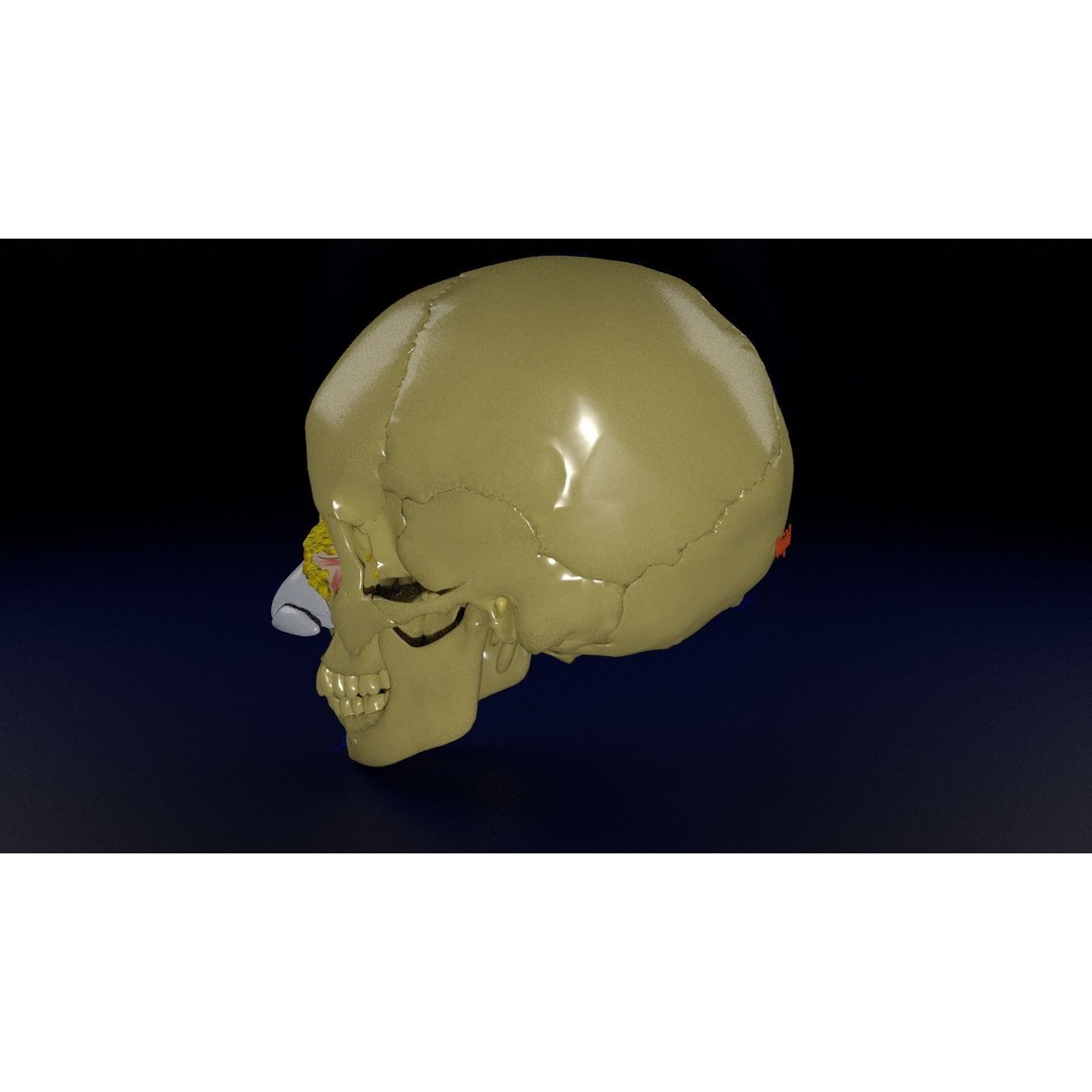Eyeball with Complete Skull 3D Model – High Poly Medical Asset, FBX, OBJ - View 19