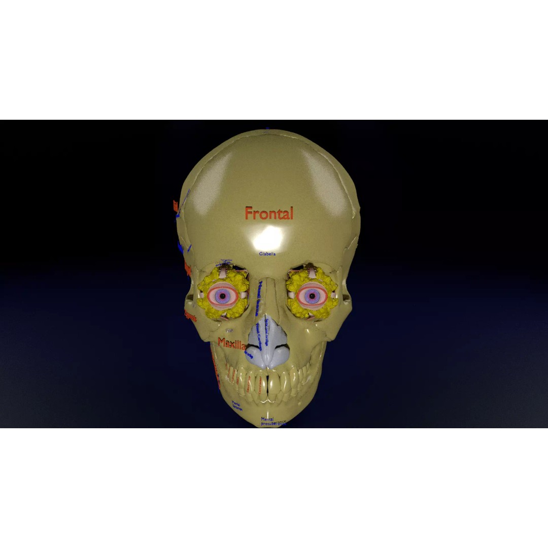 Eyeball with Complete Skull 3D Model – High Poly Medical Asset, FBX, OBJ - View 2