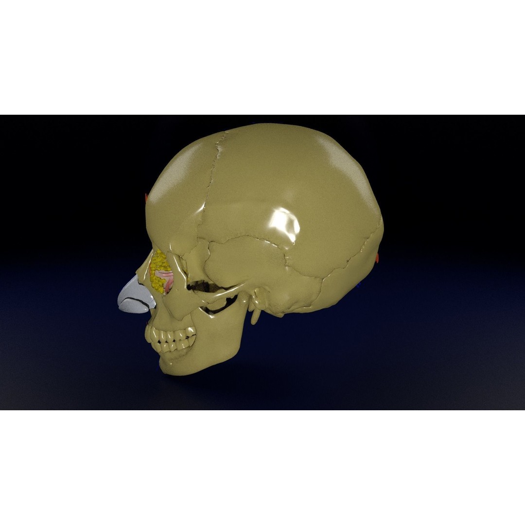 Eyeball with Complete Skull 3D Model – High Poly Medical Asset, FBX, OBJ - View 20