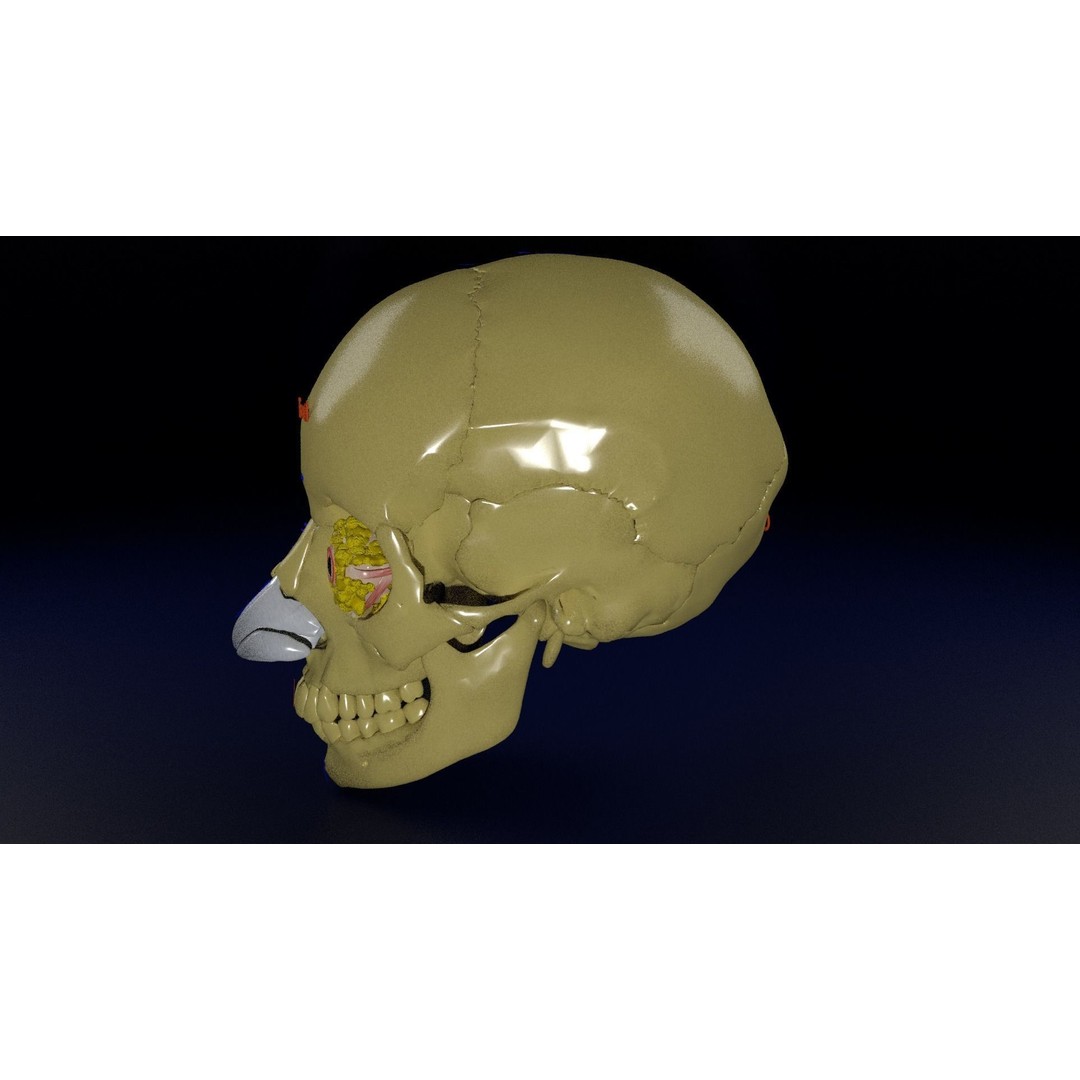 Eyeball with Complete Skull 3D Model – High Poly Medical Asset, FBX, OBJ - View 21
