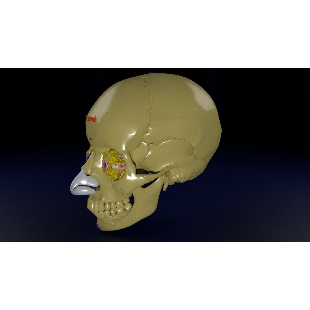 Eyeball with Complete Skull 3D Model – High Poly Medical Asset, FBX, OBJ - View 22