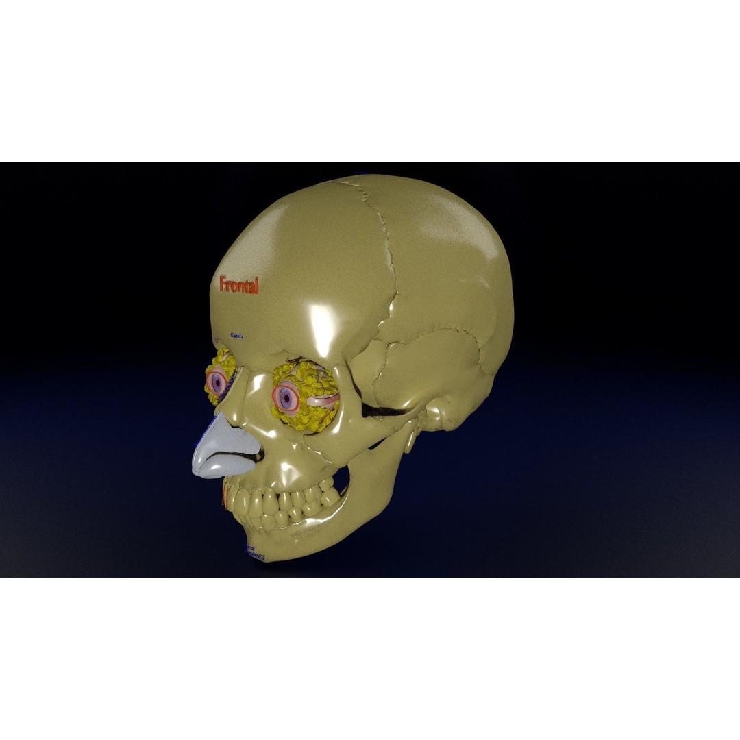 Eyeball with Complete Skull 3D Model – High Poly Medical Asset, FBX, OBJ - View 23