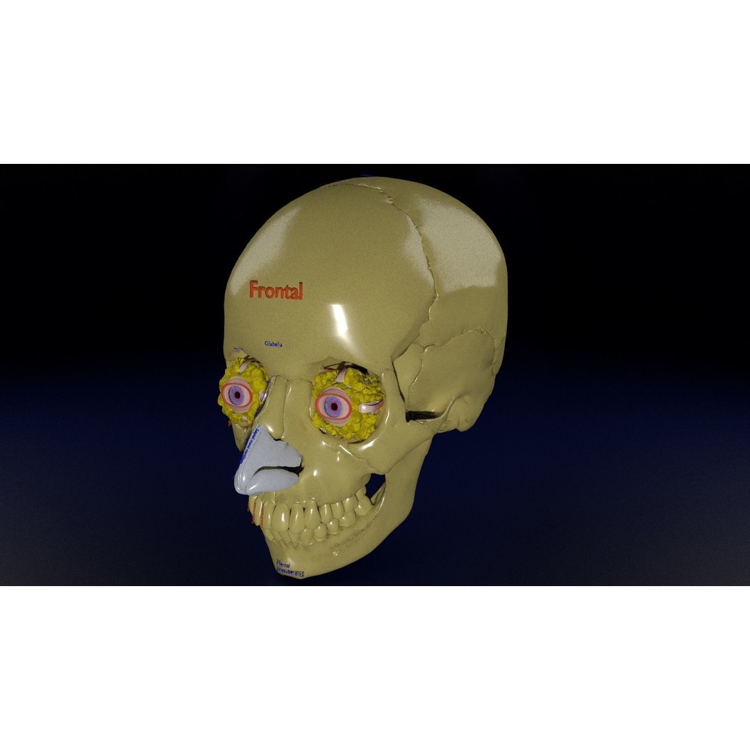 Eyeball with Complete Skull 3D Model – High Poly Medical Asset, FBX, OBJ - View 24