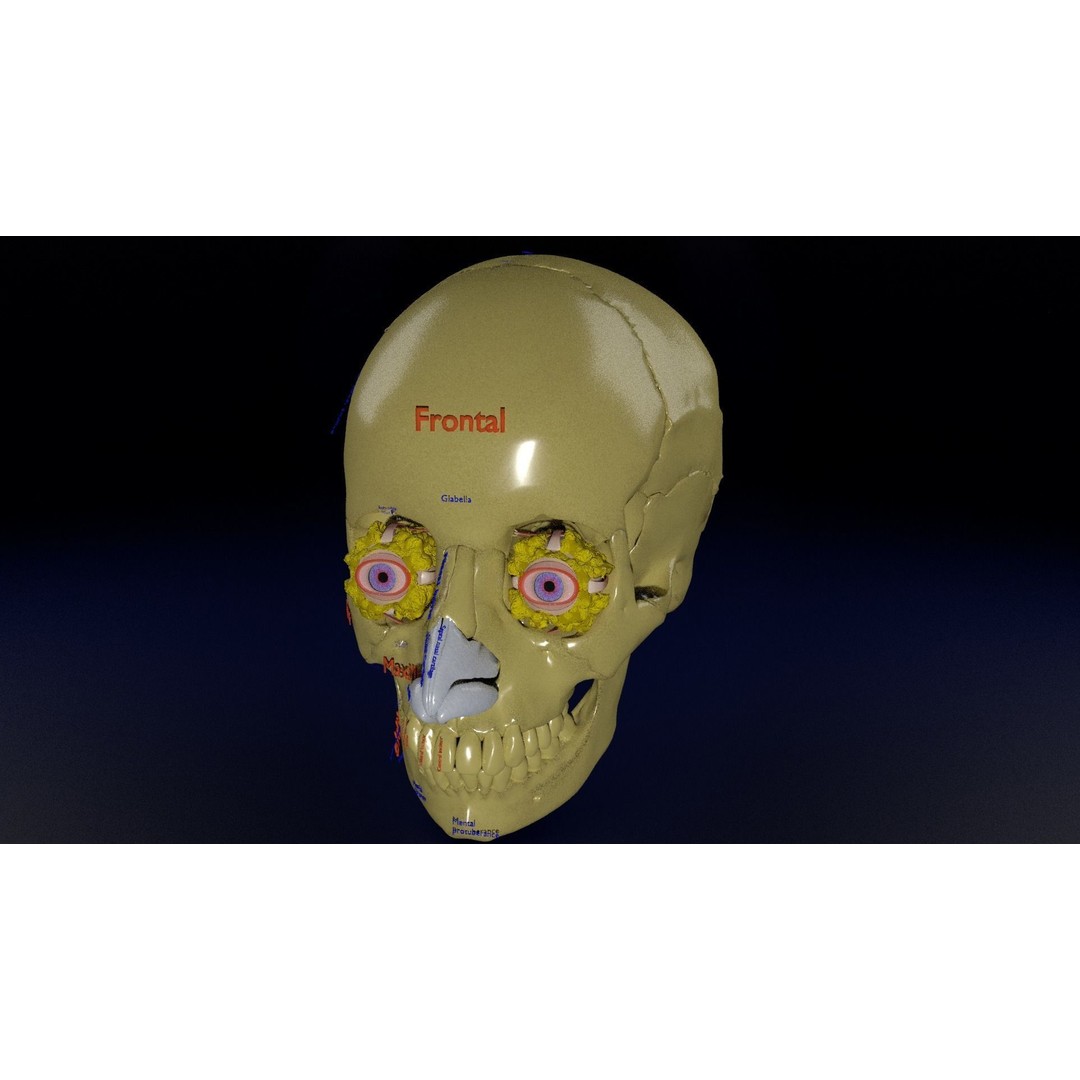 Eyeball with Complete Skull 3D Model – High Poly Medical Asset, FBX, OBJ - View 25