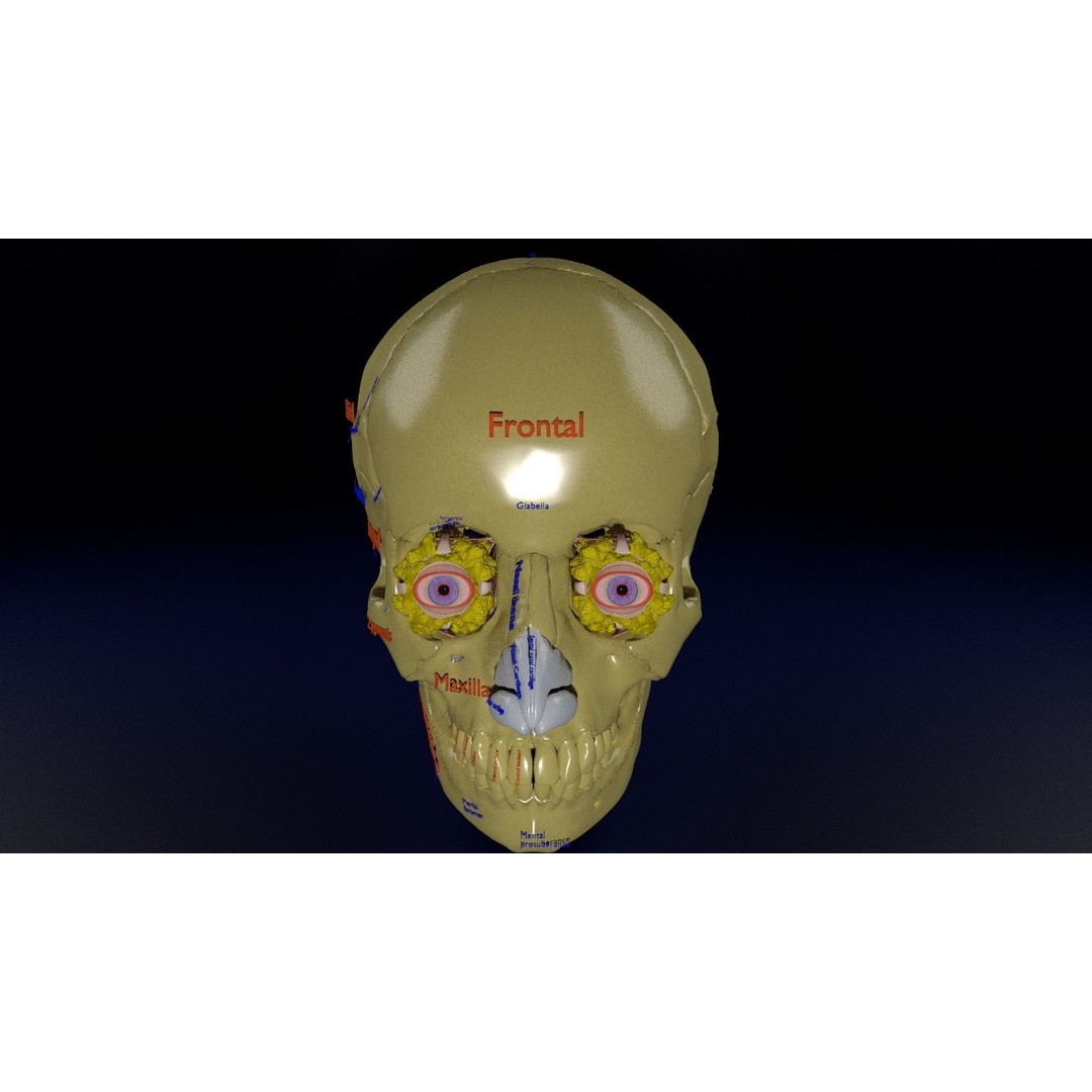 Eyeball with Complete Skull 3D Model – High Poly Medical Asset, FBX, OBJ - View 26