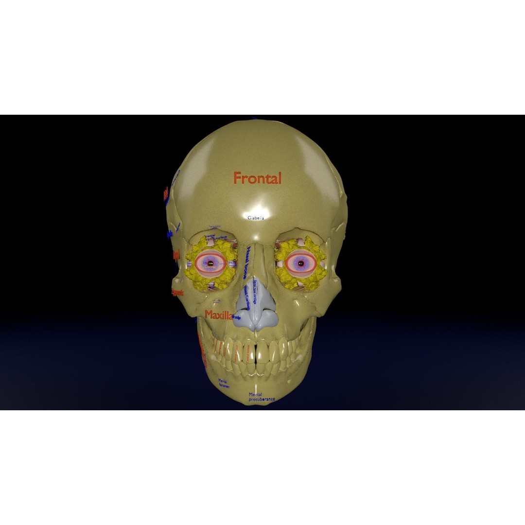 Eyeball with Complete Skull 3D Model – High Poly Medical Asset, FBX, OBJ - View 27