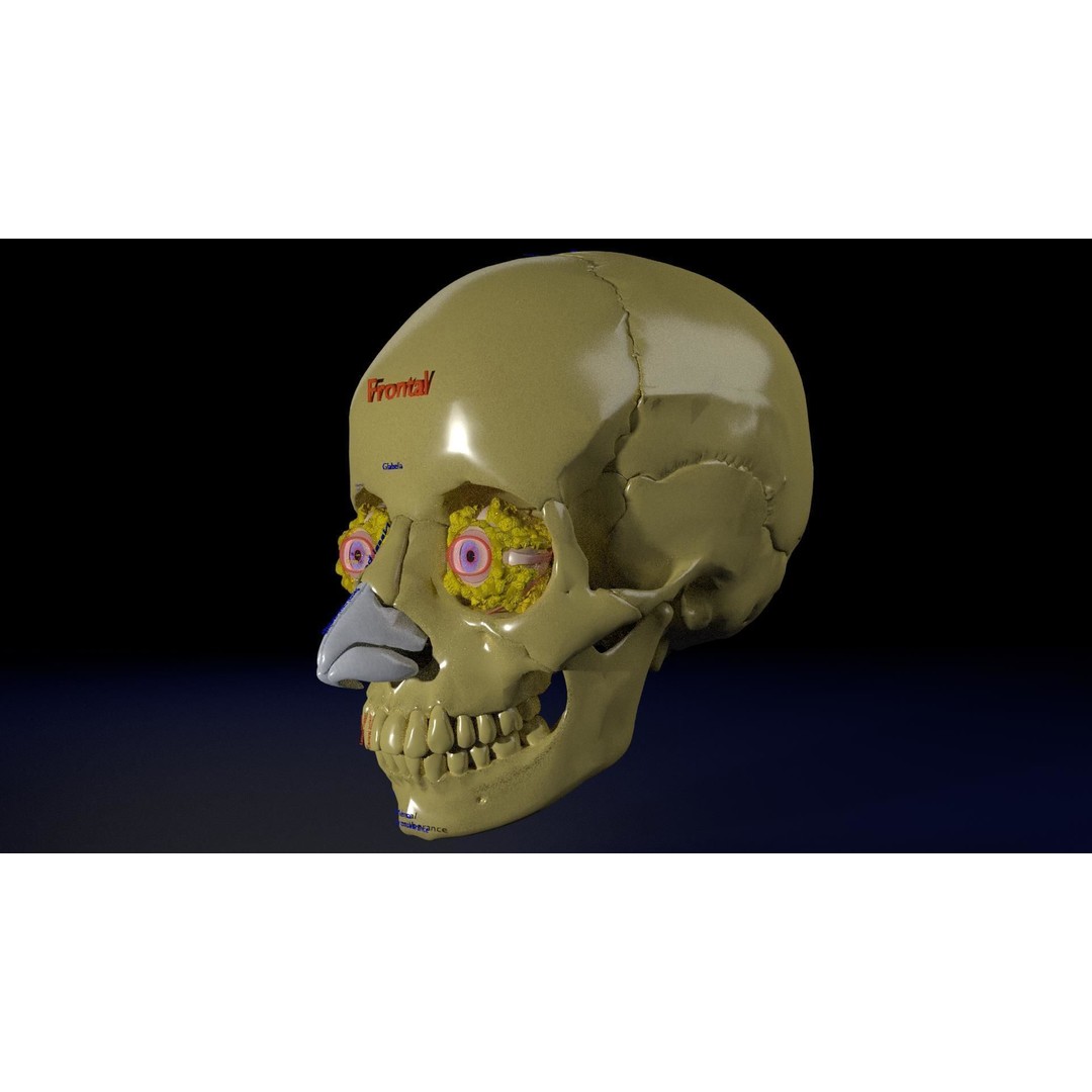 Eyeball with Complete Skull 3D Model – High Poly Medical Asset, FBX, OBJ - View 28