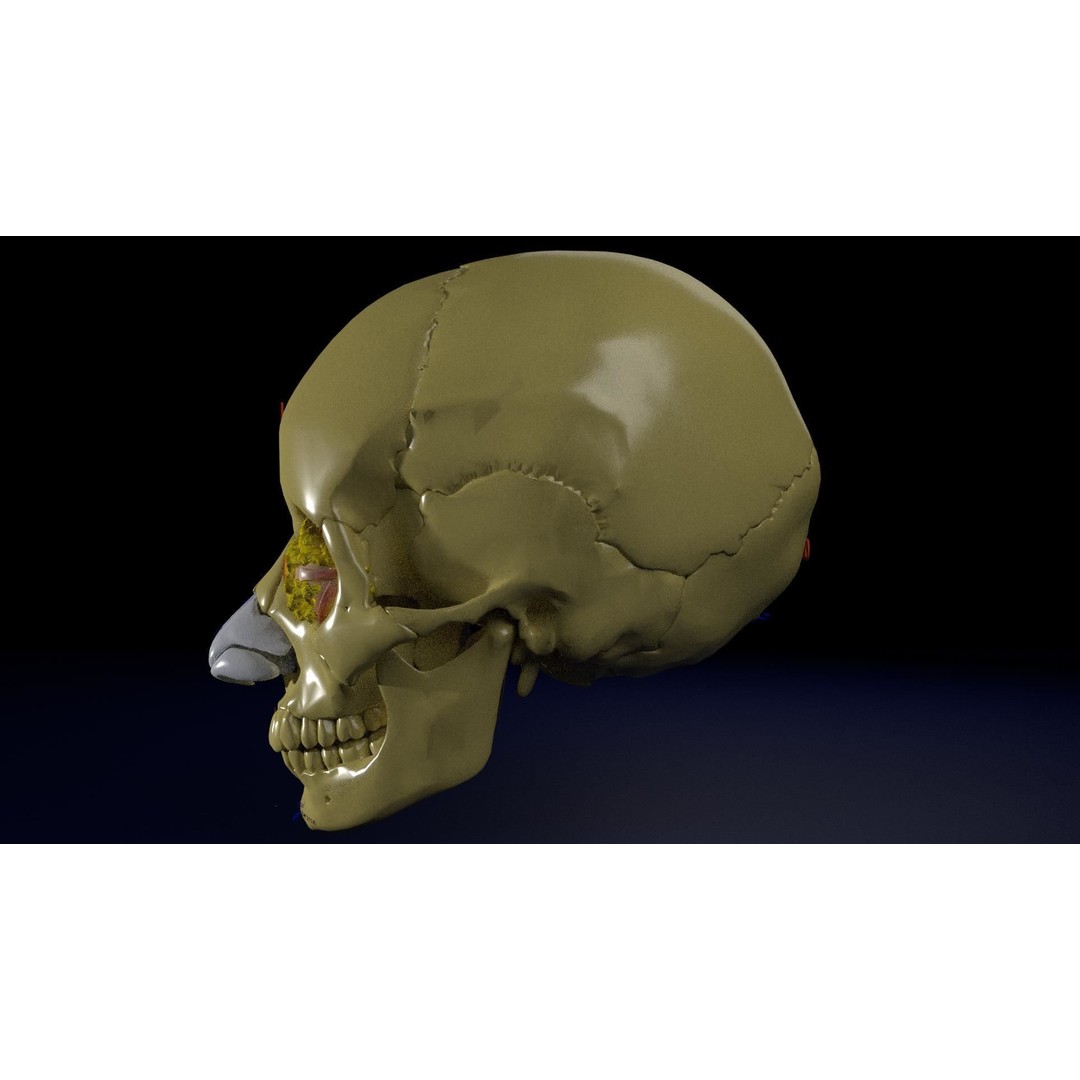 Eyeball with Complete Skull 3D Model – High Poly Medical Asset, FBX, OBJ - View 29