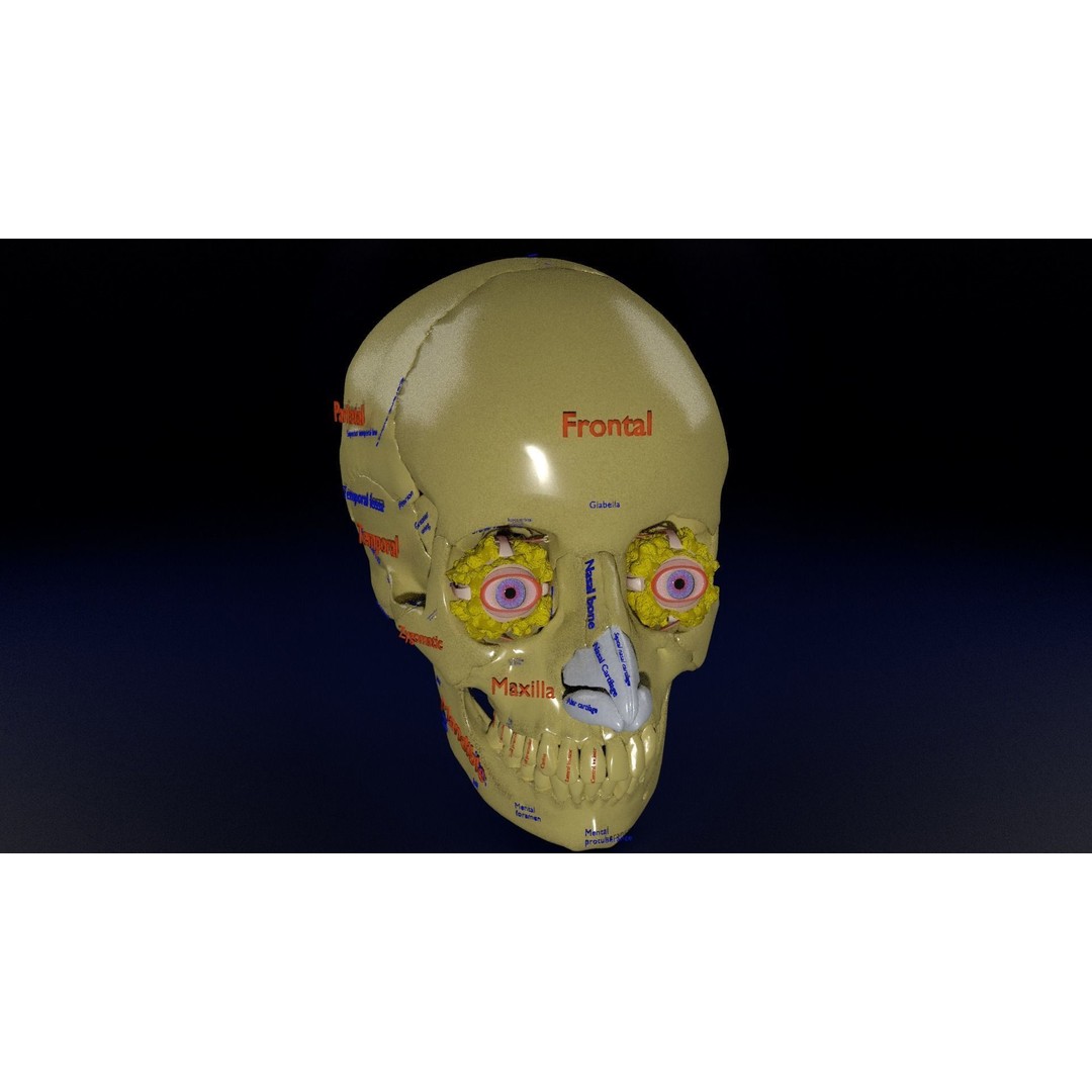 Eyeball with Complete Skull 3D Model – High Poly Medical Asset, FBX, OBJ - View 3