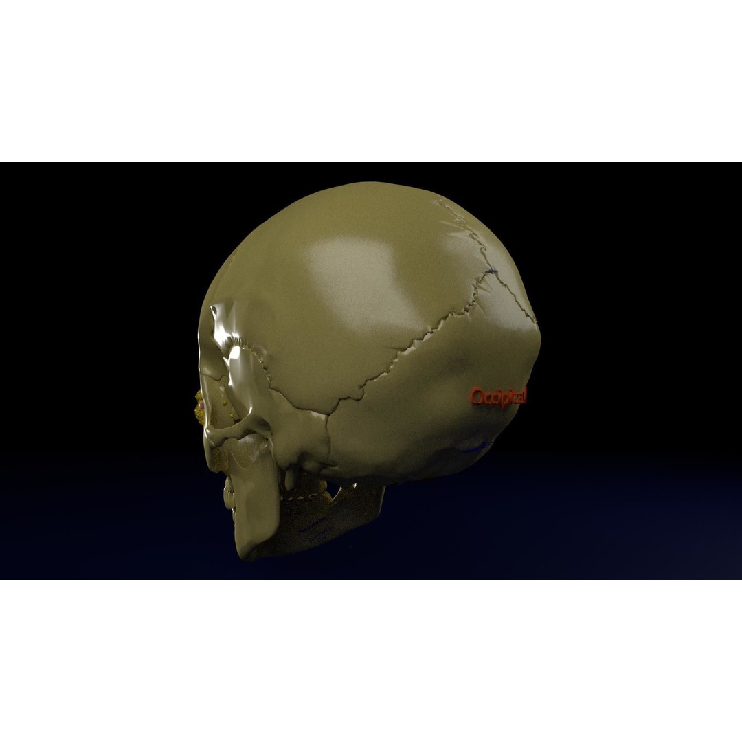 Eyeball with Complete Skull 3D Model – High Poly Medical Asset, FBX, OBJ - View 30