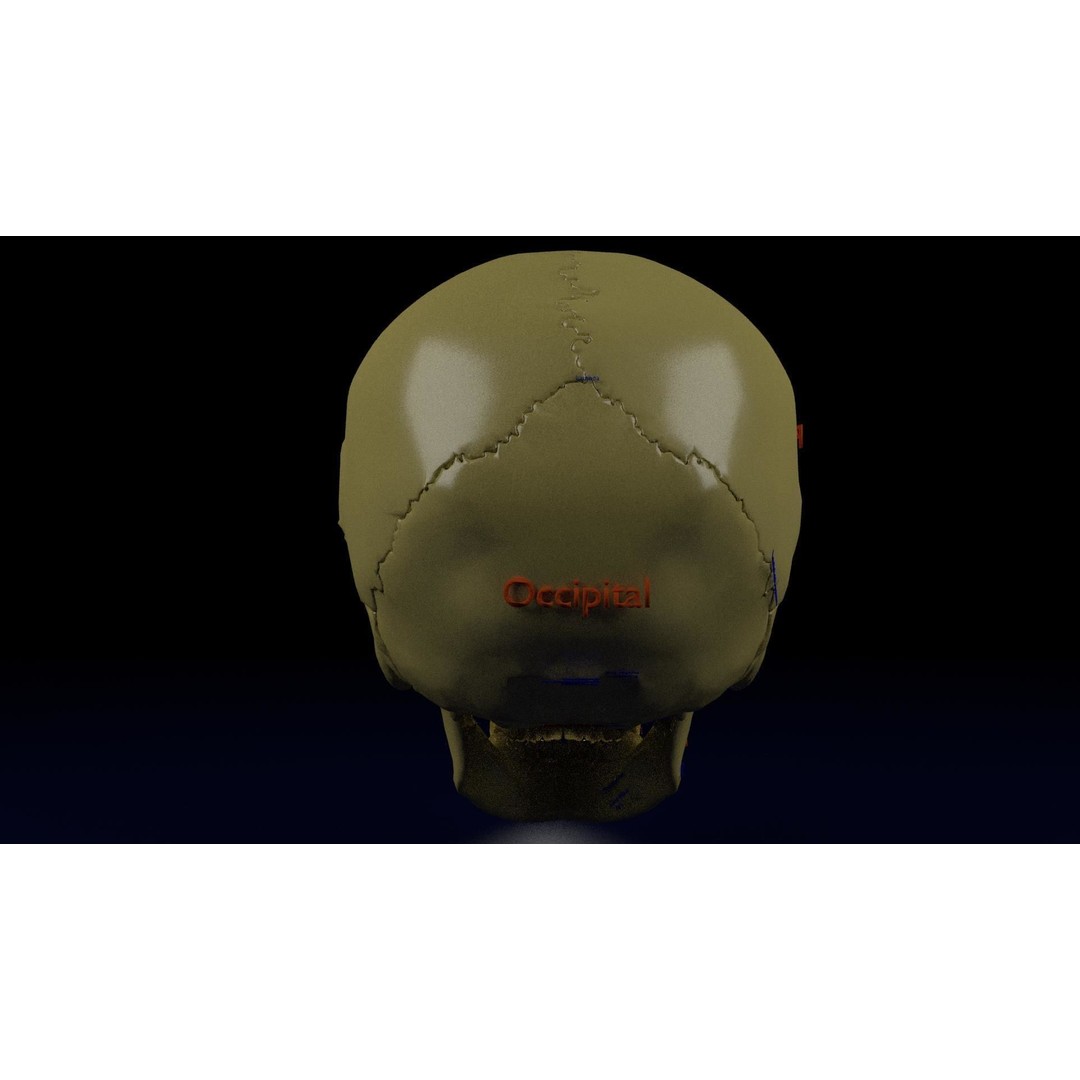 Eyeball with Complete Skull 3D Model – High Poly Medical Asset, FBX, OBJ - View 31