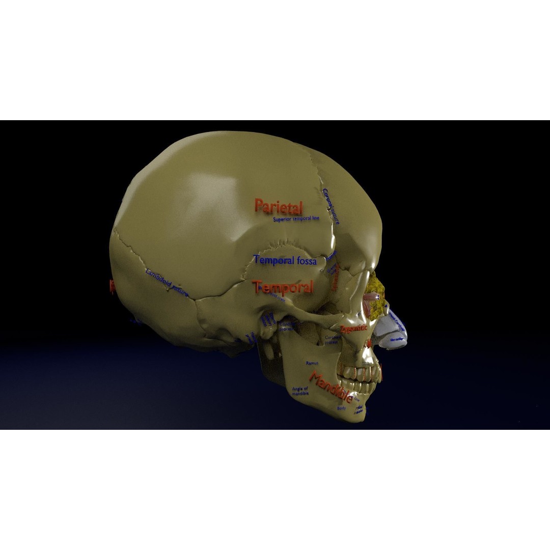 Eyeball with Complete Skull 3D Model – High Poly Medical Asset, FBX, OBJ - View 32