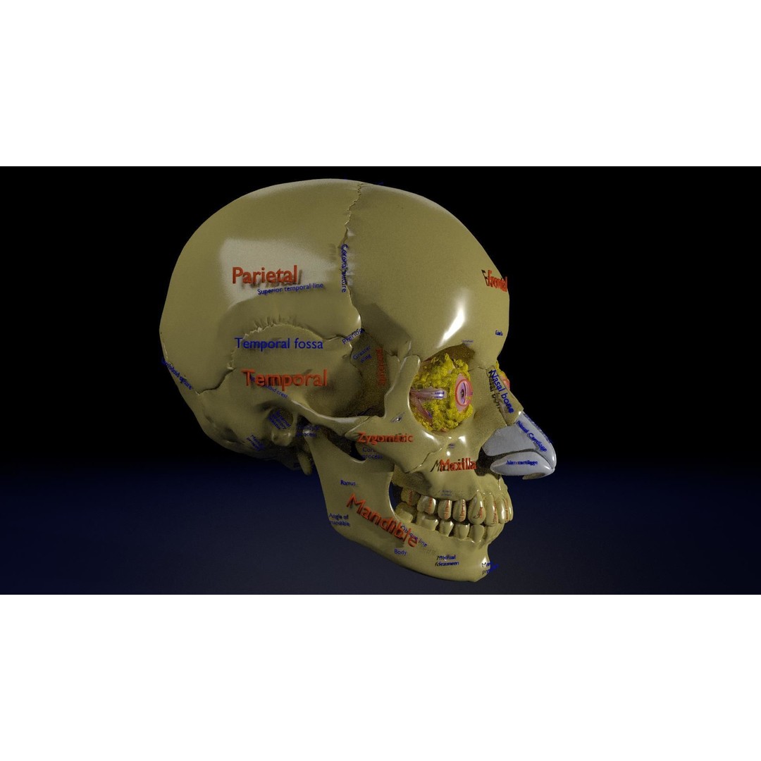Eyeball with Complete Skull 3D Model – High Poly Medical Asset, FBX, OBJ - View 33