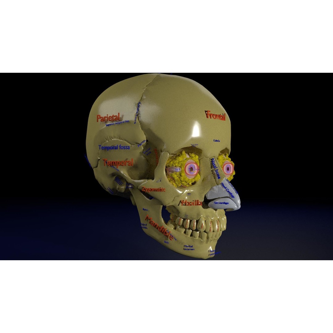 Eyeball with Complete Skull 3D Model – High Poly Medical Asset, FBX, OBJ - View 34