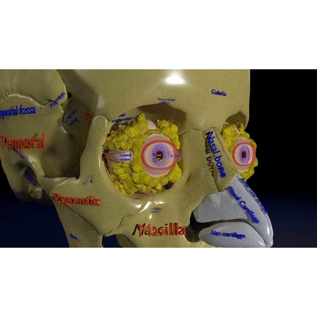 Eyeball with Complete Skull 3D Model – High Poly Medical Asset, FBX, OBJ - View 35