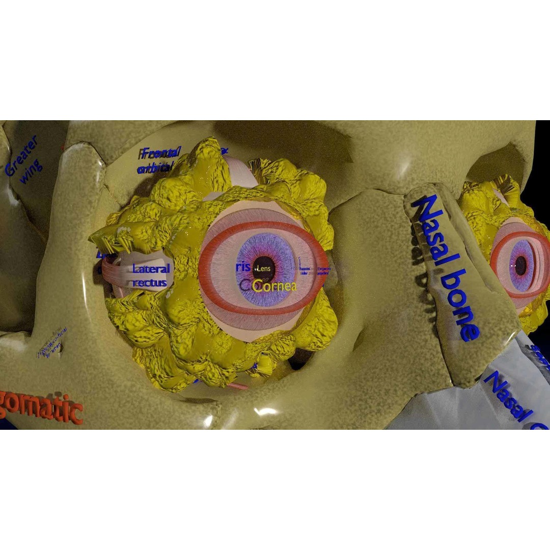 Eyeball with Complete Skull 3D Model – High Poly Medical Asset, FBX, OBJ - View 36